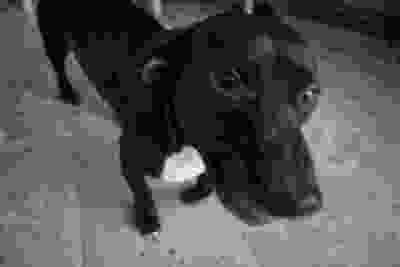Black dog standing on pavement, viewed from above