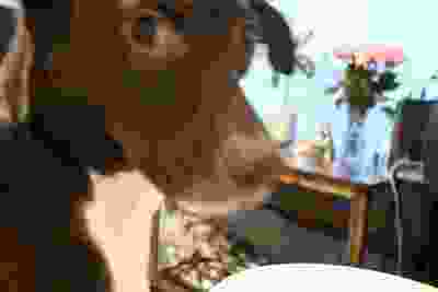 Close-up of brown dog's face being held