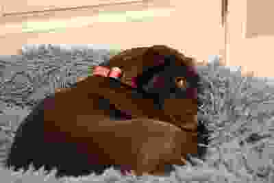 Dog lying on a gray blanket indoors