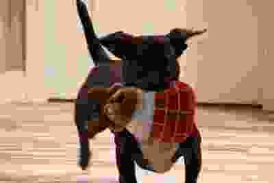 Dog standing indoors wearing a plaid garment