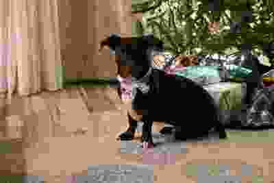 Black and tan dog on a deck with plants in background