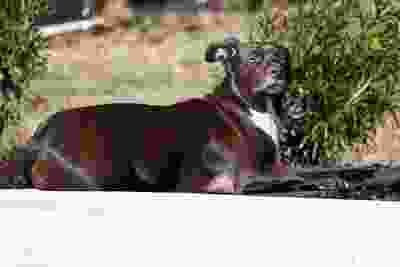 Close-up of dog lying down