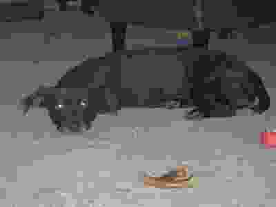 Black dog lying on carpet looking at something