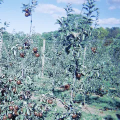 Vine-like apple trees in an orchard, with a blue tint